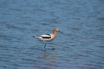 American Avocet (Recurvirostra Americana) Feeding in Napa-Sonoma Marsh