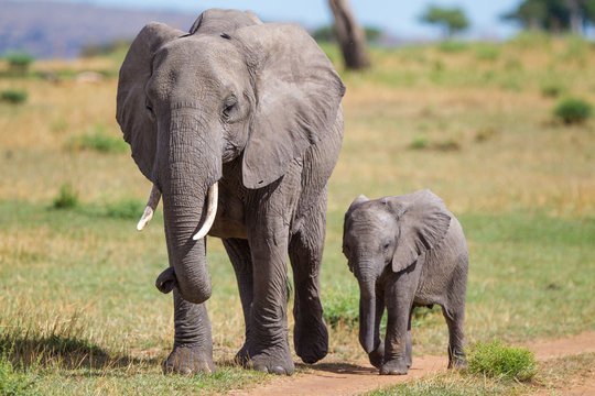 Elefante con cucciolo nella savana del Serengeti in Tanzania