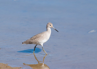 Whimbrel (Numenius phaeopus) Wading in Napa-Sonoma Marshes Wildlife Area