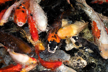 viele kois, die den kopf aus dem wasser recken fotografiert in einem tropenhaus und mit...