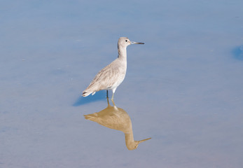Whimbrel (Numenius phaeopus) Wading in Napa-Sonoma Marshes Wildlife Area