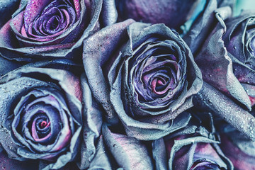 Macro photography of purple - neon roses with raindrops. Fantasy and magic concept. Selective focus.