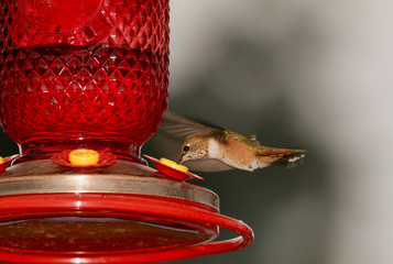 Bird Feeder © Shawn