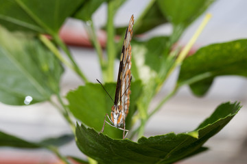 frontalansicht eines monarchfalters fotografiert in einem tropenhaus mit makroobjektiv