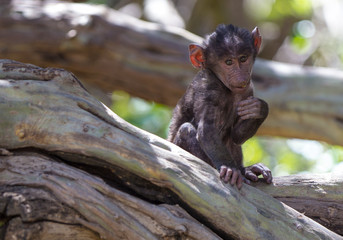 Cucciolo di babbuino in Tanzania