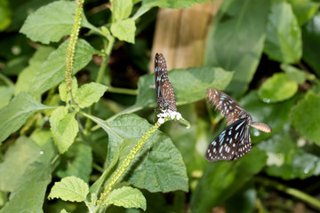 frontalansicht eines malachitfalters und seitenansicht eines fliegenden malachitfalters...