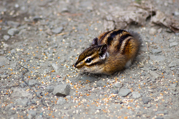 Chipmunk Squirrel Eating Birdseed