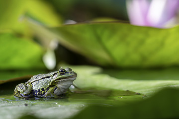 green frogs sitting on water lilies in a pond.