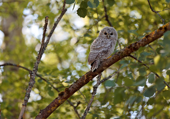 Tawny owl baby sitting on a branch