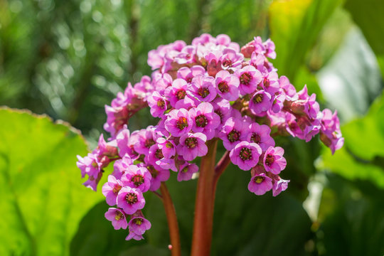 Inflorescence of badana