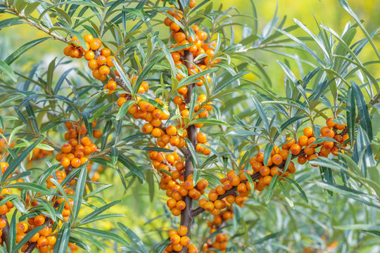 Sea-buckthorn berries