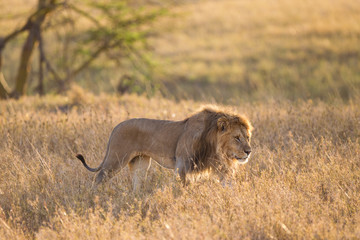 Leone nel parco del Serengeti nella savana