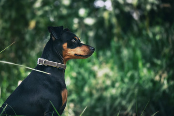 Hund sitzt vor Sträuchern im Wald im Sommer bei Sonnenschein mit grünem Hintergrund