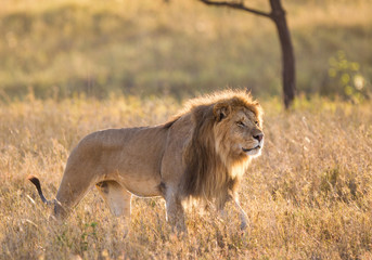 Leone nel parco del Serengeti nella savana