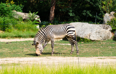 Fototapeta na wymiar Hartmann's mountain zebra Equus zebra hartmannae