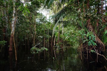 flooded rainforest jungle during the rainy season with beautiful reflection