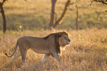 Leone nel parco del Serengeti nella savana