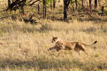 Leonessa in caccia nella savana africana