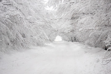 Heavy Snow tunnel through the snowy forest road