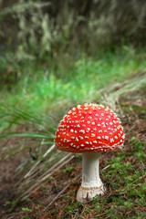 Amanita muscaria spotted mushroom