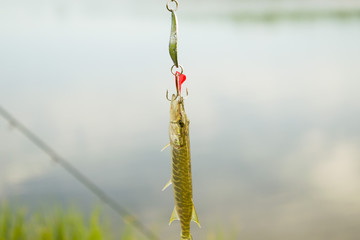 A small pike on the spinner