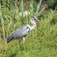 Heron speaking, open beak, portrait in the wild grasses
