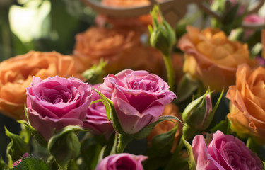 Little scarlet roses