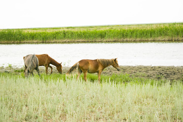 Horses graze in a meadow near the river and eat fresh grass