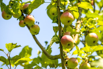 apples on a tree in summertime