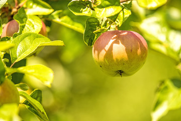 apples on a tree in summertime
