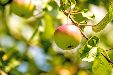 apples on a tree in summertime