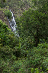 Waterfall plunging into bush