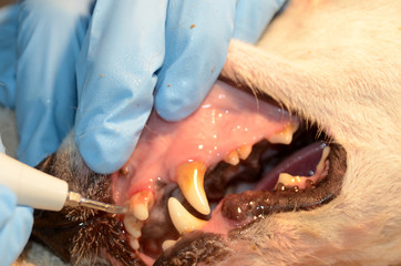 An anaesthetized dog gets a tooth-cleaning with an ultrasonic cleaner.