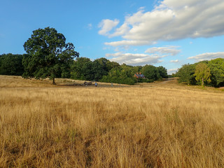 Obraz premium View across Chorleywood Common