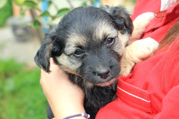 portrait of a charming little puppy