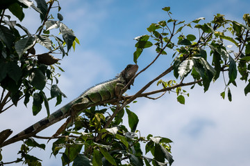 iguana on tree
