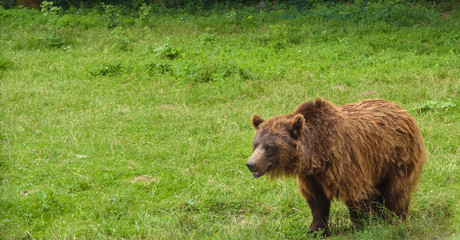 One small brown bear (Ursus Arctos) with green background and copy space