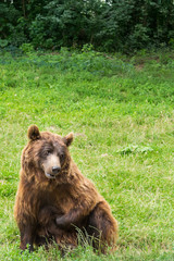 Fototapeta premium One small brown bear (Ursus Arctos) with green background and copy space