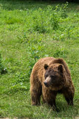 Obraz na płótnie Canvas One small brown bear (Ursus Arctos) with green background and copy space