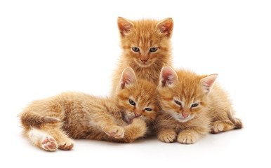 Three small cats.