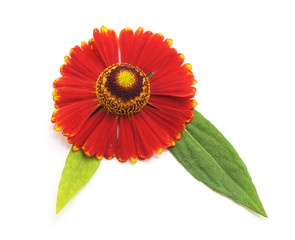 Beautiful red flower.