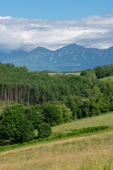 Upright photography of green pine forest with long mountain range background in Biei