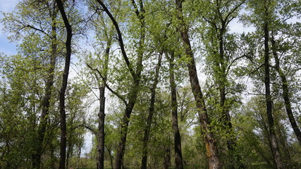 Spring flood