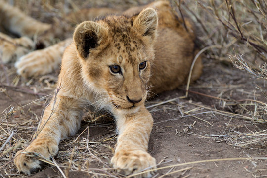 Cuccioli di leone leoncini nel parco nazionale del Serengeti in Tanzania
