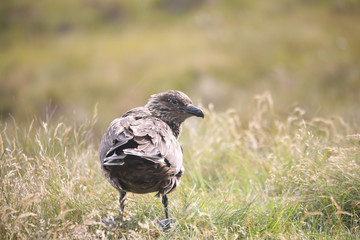 Great skua