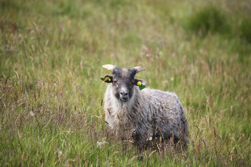 Ram