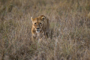 Cuccioli di leone leoncini nel parco nazionale del Serengeti in Tanzania