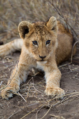 Cuccioli di leone leoncini nel parco nazionale del Serengeti in Tanzania