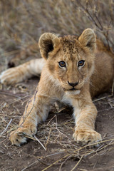 Cuccioli di leone leoncini nel parco nazionale del Serengeti in Tanzania