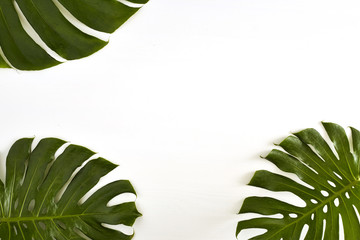 Fototapeta na wymiar Summer Large green tropical monstera leaf on white background